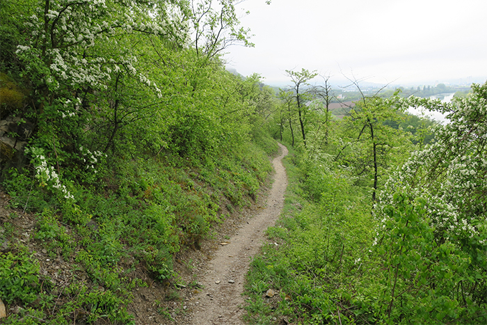 00_nsg-grainberg-kalbenstein_2018-04-30_3180