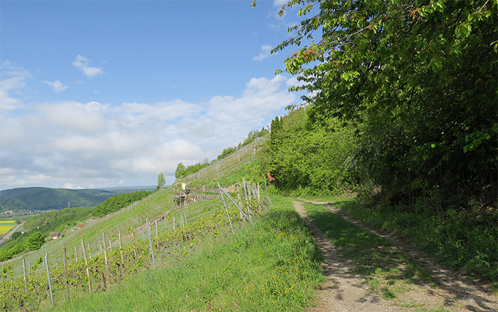 03_nsg_grainberg-kalbenstein_2018-04-30_3202