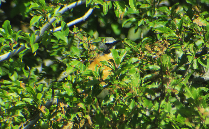 04_Weisskehlsaenger_white-throated-robin_Talisch-Gebirge_Aserbaidschan_2018-06-04_8136