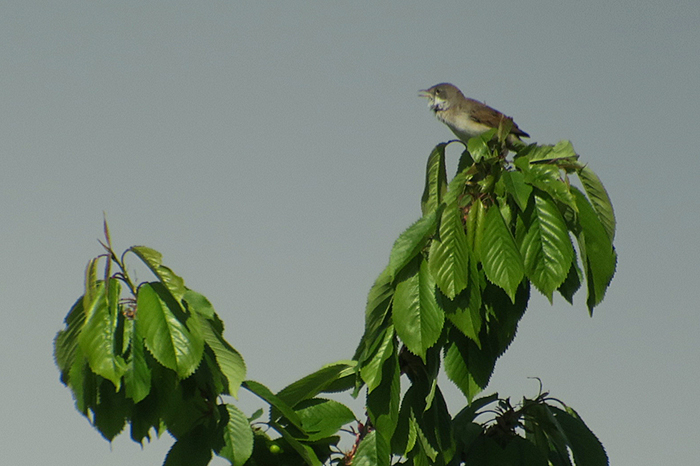 04_dorngrasmuecke_common-whitethroat_nsg-grainberg-kalbenstein_2018-04-30_3198