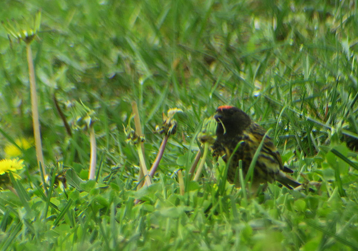 04_rotstirngirlitz_red-fronted-serin_shahdagh_aserbaidschan_2018-05-30_6066