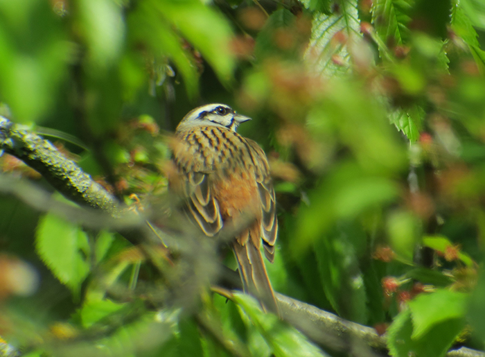 05-zippammer_rock-bunting_grainberg_franken_2018-04-29_hofbauer_3216