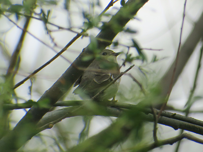 05_Halbringschnaepper_semicollared_flycatcher_Aue_Talisch-Gebirge_Aserbaidschan_2018-06-04_8360