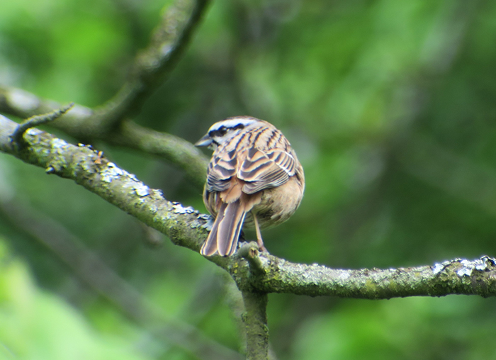 06-zippammer_rock-bunting_grainberg_franken_2018-04-29_hofbauer_3227