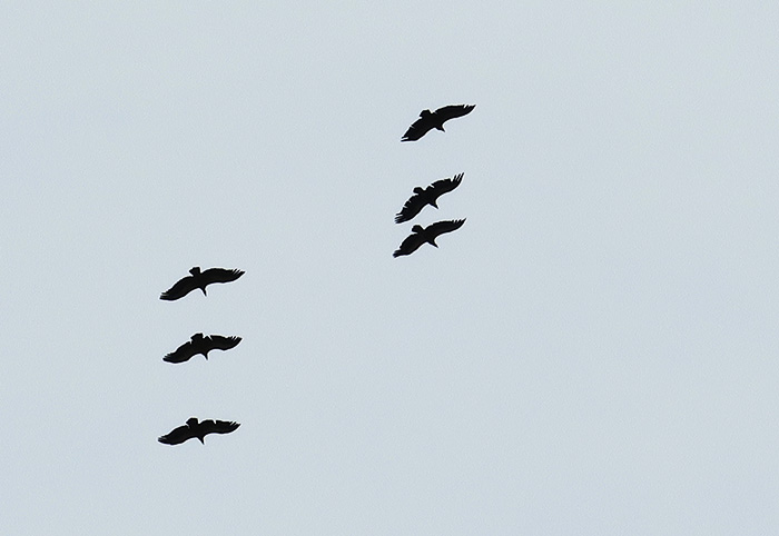 07_gaensegeier_griffon-vulture_xinaliq_2018-05-31_6538