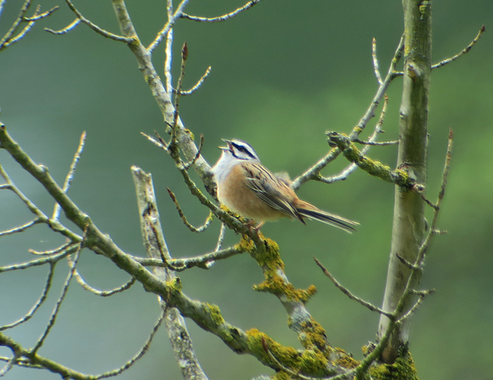 08-zippammer_rock-bunting_grainberg_franken_2018-04-29_hofbauer_3285