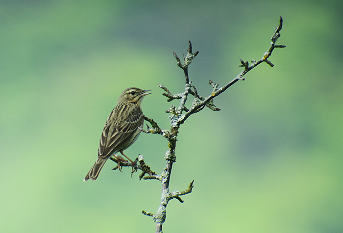 10_baumpieper_tree-pipit_nsg_grainberg-kalbenstein_2018-04-30_3257