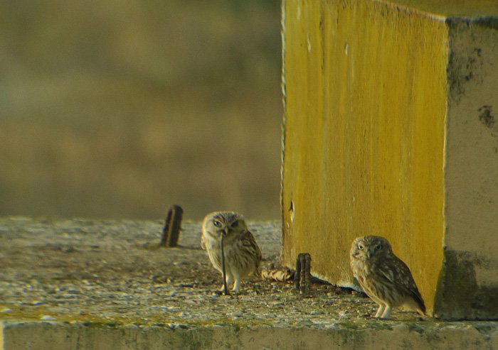 10_steinkauz_little-owl_shirvan_national-park_aserbaidschan_2018-06-01_6995