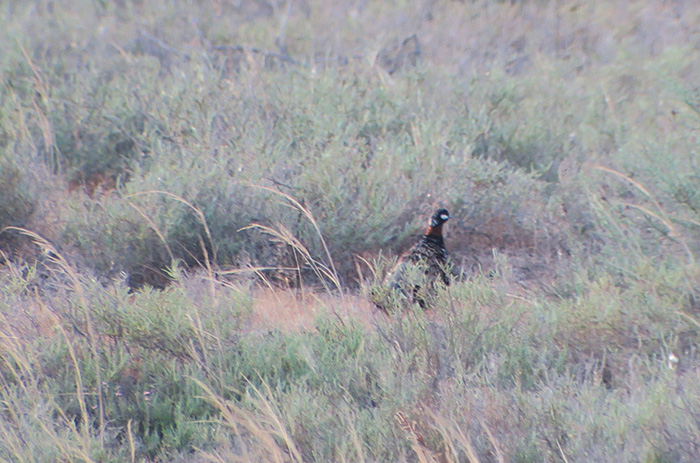 11_halsbandfrankolin_black-francolin_shirvan_national-park_aserbaidschan_2018-06-01_7016