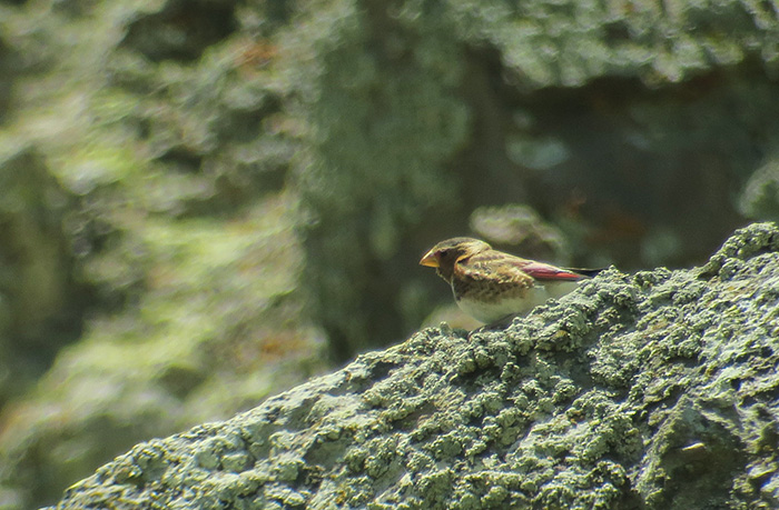 11_rotfluegelgimpel_sanguineus_crimson-winged-finch_bataba_nachtschiwan_2018-06-06_8669