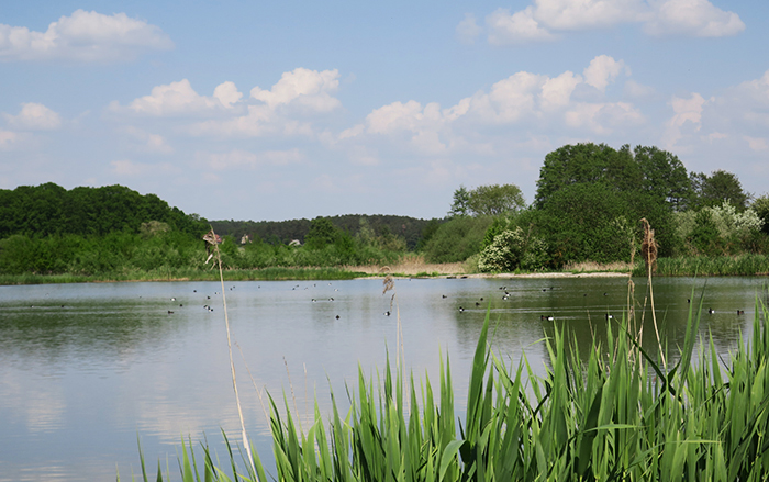 12_mohrhofweihergebiet_2018-04-30_3324