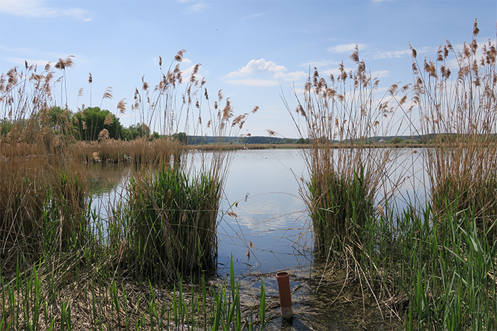 13_mohrhofweihergebiet_2018-04-30_3362