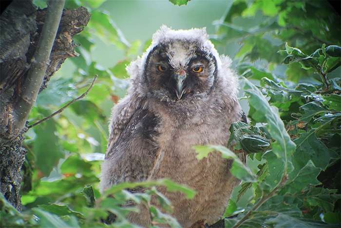 13_waldohreule_jung_long-eared-owl_masalli_aserbaidschan_2018-06-02_7096