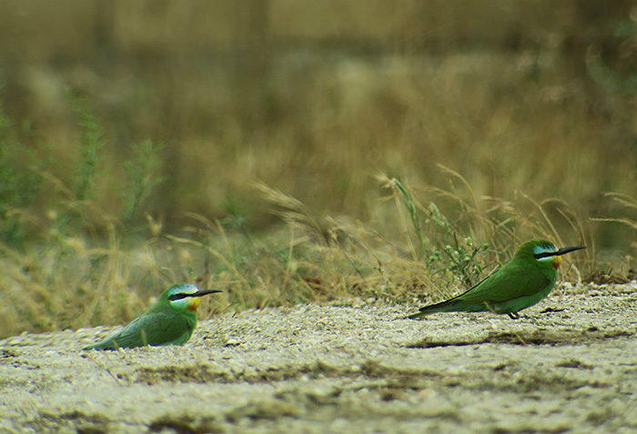 14_blauwangenspint_blue-cheeked-bee-eater_gizil-agach_nationalpark_aserbaidschan_2018-06-02_7336