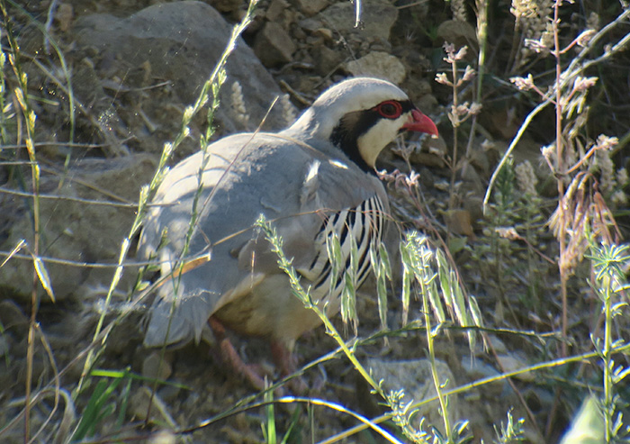 14_chukarhuhn_chukar-partridge_nachtschiwan_2018-06-06_8908