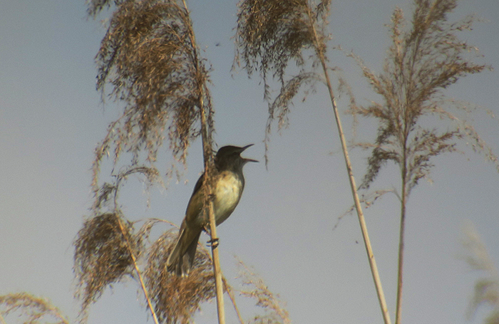 14_drosselrohrsaenger_great-reed-warbler_mohrhofweihergebiet_2018-04-30_3333