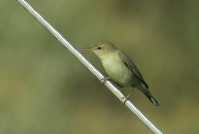 15_blassspoetter_eastern-olivaceous-warbler_nachtschiwan_2018-06-06_8933