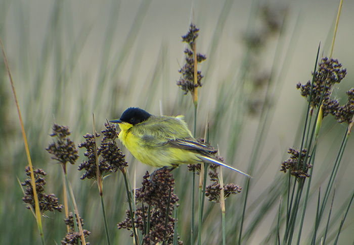 15_maskenschafstelze_western-yellow-wagtail-feldegg_gizil-agach_nationalpark_aserbaidschan_2018-06-02_7489