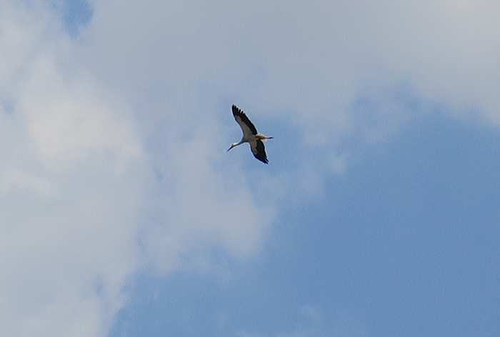 15_weissstorch_white-storck_mohrhofweihergebiet_2018-04-30_3371