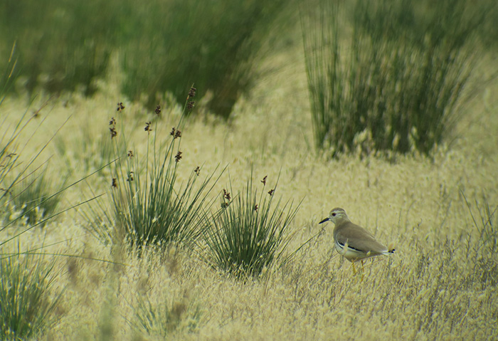 16_weissschwanzkiebitz_white-tailed-lapwing_gizil-agach_nationalpark_aserbaidschan_2018-06-02_7451