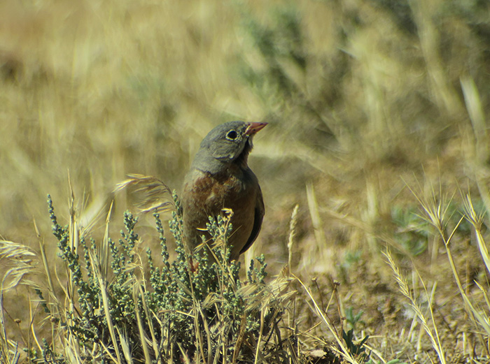 18_steinortolan_grey-necked-bunting_ilandag_nachtschiwan_2018-06-07_9288