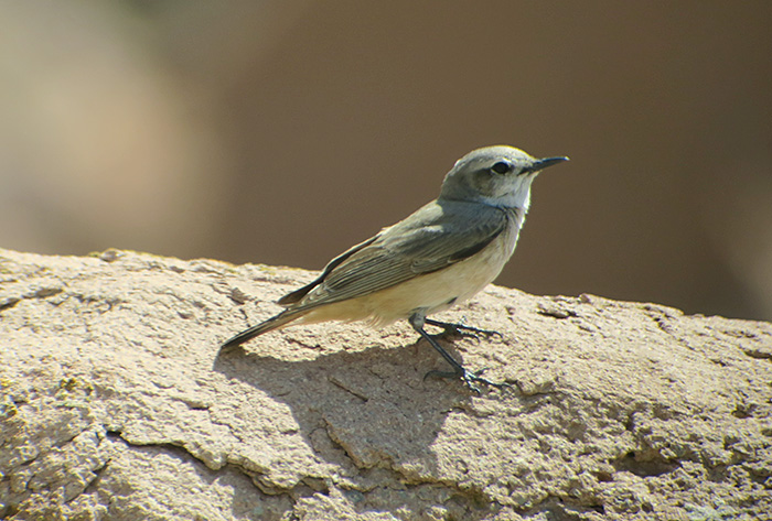 19_kaukasussteinschmaetzer_red-tailed-wheatear_persian_ilandag_nachtschiwan_2018-06-07_9411