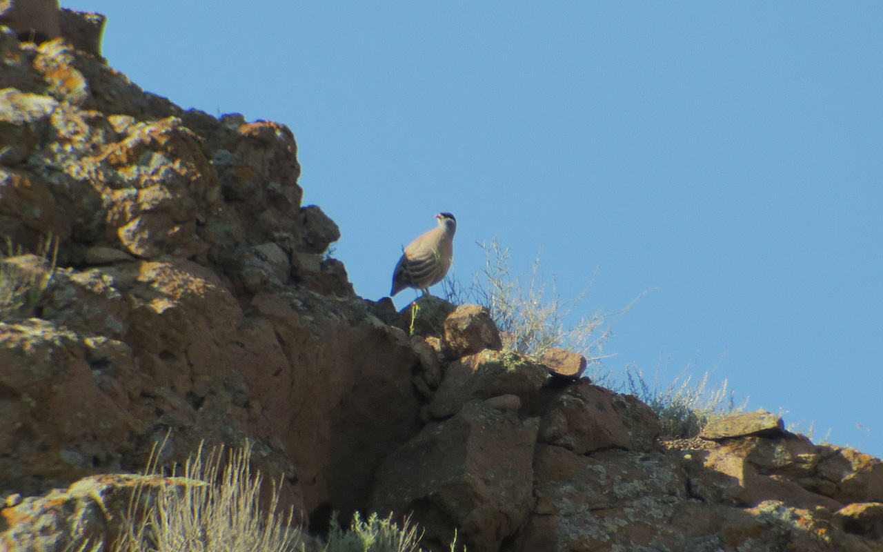 22_persisches_wuestenhuhn_see-see-partridge_nachtschiwan_aserbaidschan_2018-06-08_9760