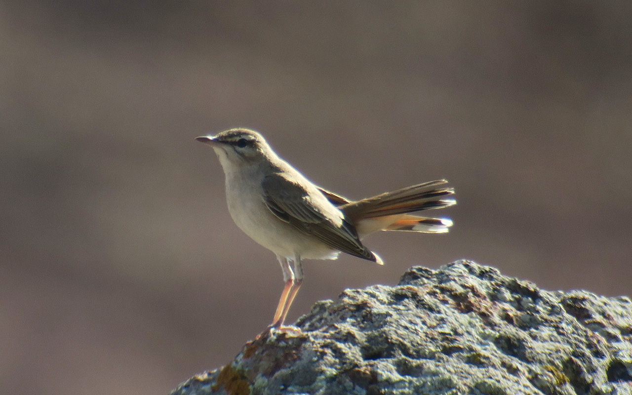 23_heckensaenger_rufous-tailed-scrub-robin_nachtschiwan_aserbaidschan_2018-06-08_9838