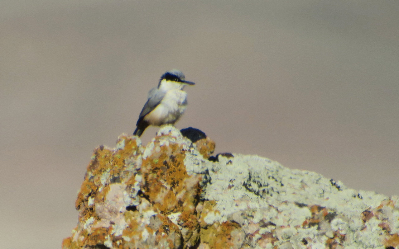 24_klippenkleiber_eastern-rock-nuthatch_nachtschiwan_aserbaidschan_2018-06-08_9837