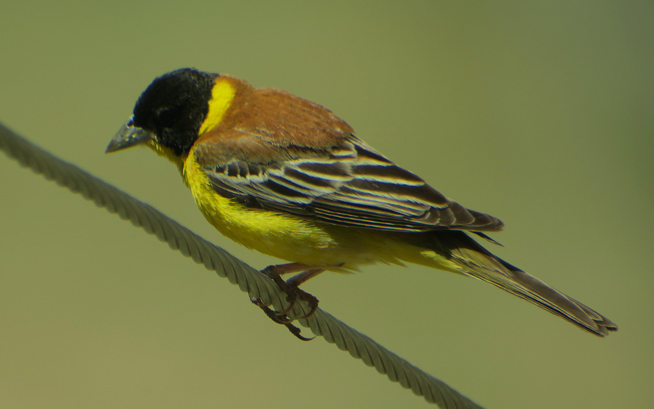 25_kappenammer_black-headed-bunting_nachtschiwan_aserbaidschan_2018-06-08_0027