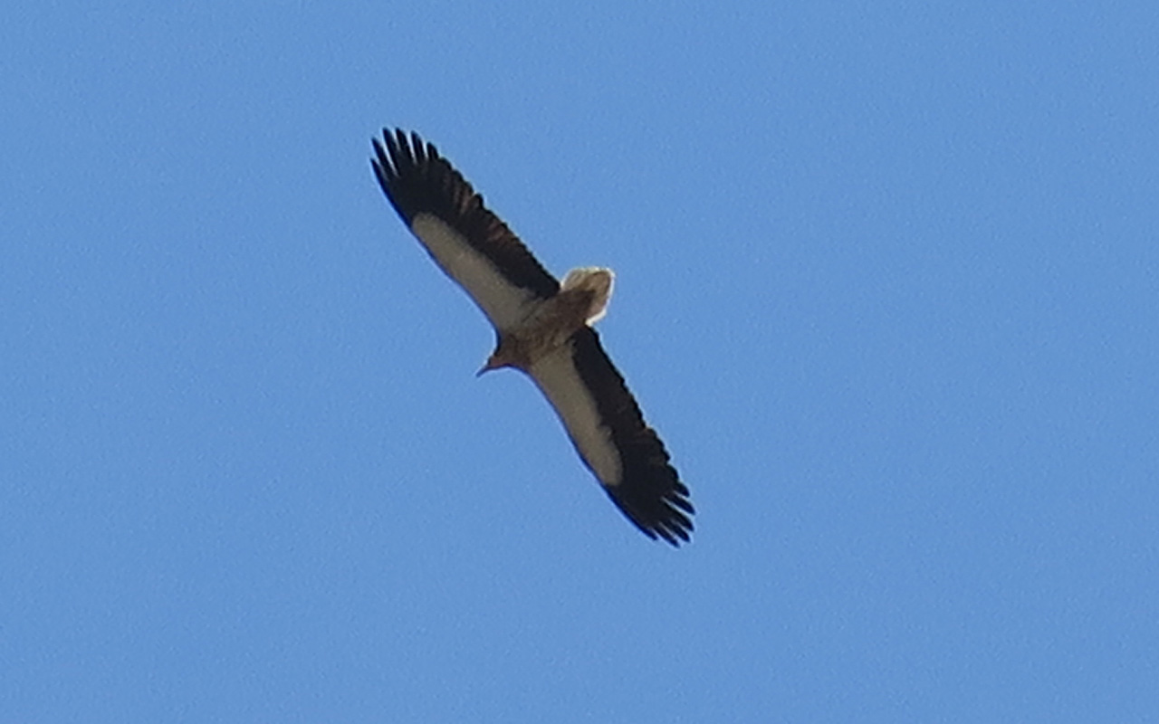 26_schmutzgeier_egyptian-vulture_nachtschiwan_aserbaidschan_2018-06-08_0173