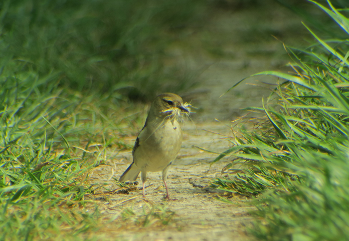 01_buchfink_common_chaffinch_ammersee_2018-05-10_3959