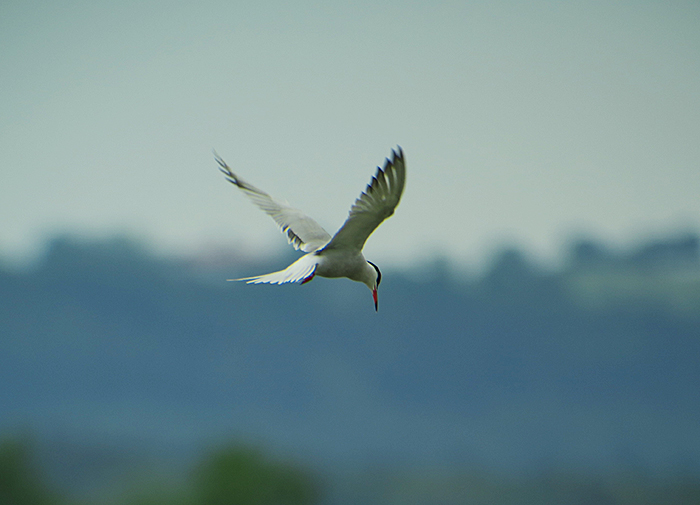 03_flussseeschwalbe_common-tern_ammersee_2018-05-10_3972