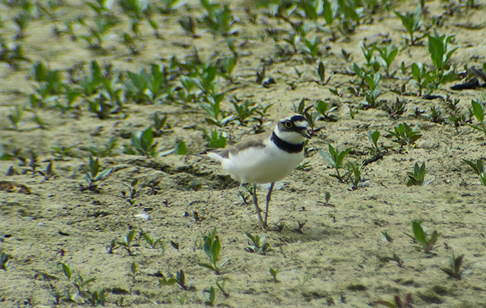 04_flussregenpfeifer_little-ringed-plover_ammersee_2018-05-10_4106