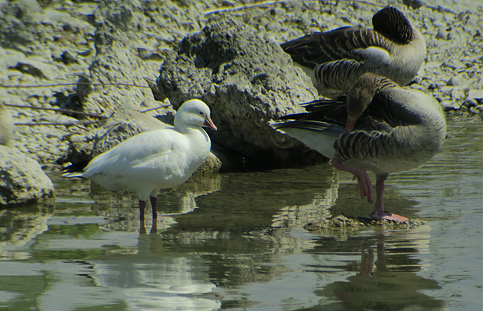 04_zwergschneegans_ross's-goose_graugans_greylag-goose_ismaninger_2018-05-12_4309