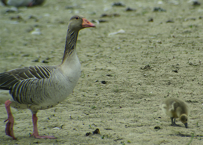 05_graugans_greylag-goose_ammersee_2018-05-10_4130