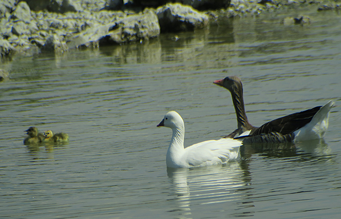 05_zwergschneegans_ross's-goose_graugans_greylag-goose_ismaninger_2018-05-12_4318