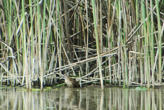 06_kleines-sumpfhuhn_little-crake_ammersee_2018-05-10_4073