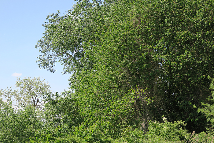 06_wo_ist_der_gelbspoetter_icterine-warbler_ismaninger_2018-05-12_4346