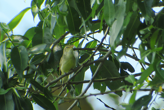 07_gelbspoetter_icterine-warbler_ismaninger_2018-05-12_4382