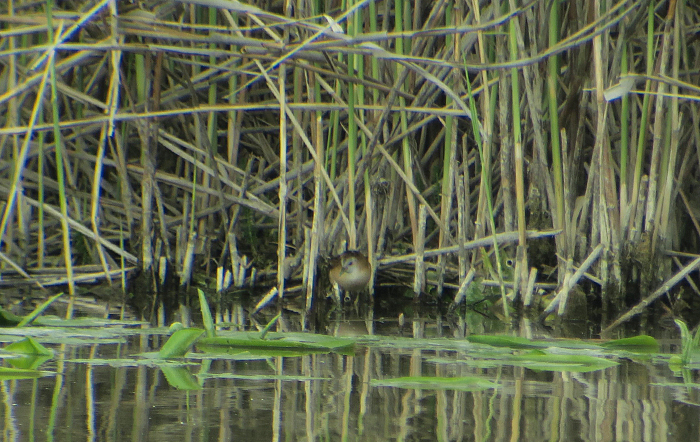 07_kleines-sumpfhuhn_little-crake_ammersee_2018-05-10_4020