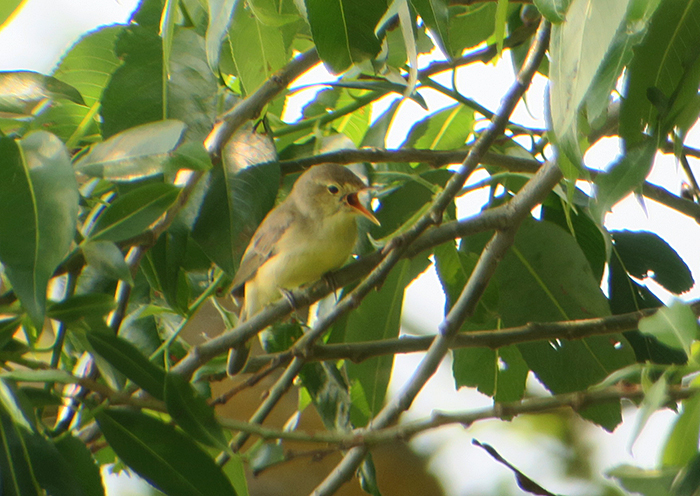 08_gelbspoetter_icterine-warbler_ismaninger_2018-05-12_4387