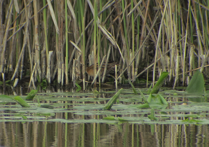 08_kleines-sumpfhuhn_little-crake_ammersee_2018-05-10_4030