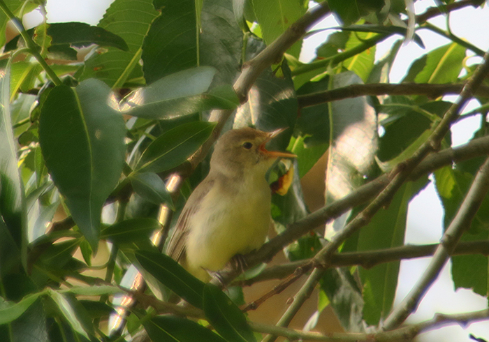 09_gelbspoetter_icterine-warbler_ismaninger_2018-05-12_4402