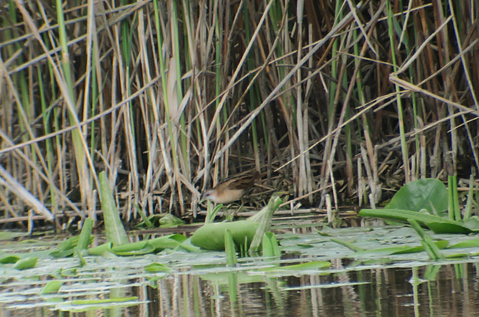 09_kleines-sumpfhuhn_little-crake_ammersee_2018-05-10_4032