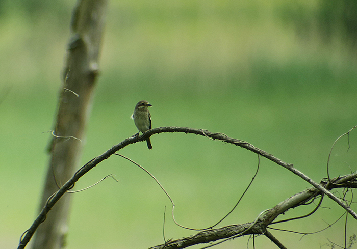 10_neuntoeter_red-backed-shrike_ammersee_2018-05-10_4181