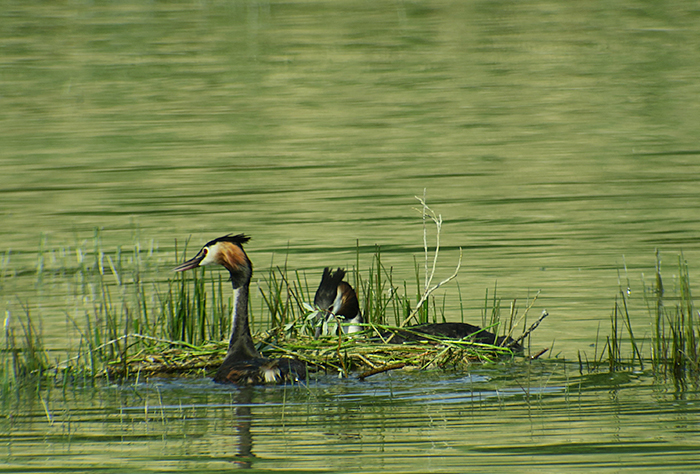 11_haubentaucher_great-crested-grebe_kieswerk_landsham_2018-05-12_4461