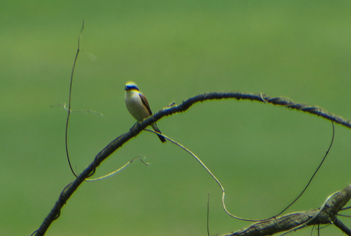 11_neuntoeter_red-backed-shrike_ammersee_2018-05-10_4188