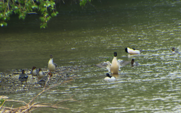 12_gaensesaeger_common-merganser_ammer_2018-05-10_4216