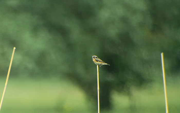 13_braunkehlchen_whinchat_raisting_2018-05-10_4234